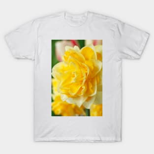 Narcissus  'Dick Wilden'  Daffodil  Div.  4 Double T-Shirt